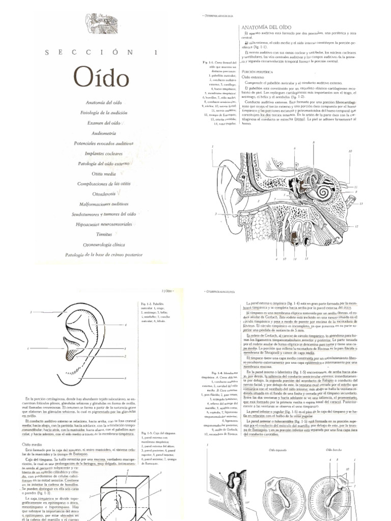 Anatomia Del Oido | PDF