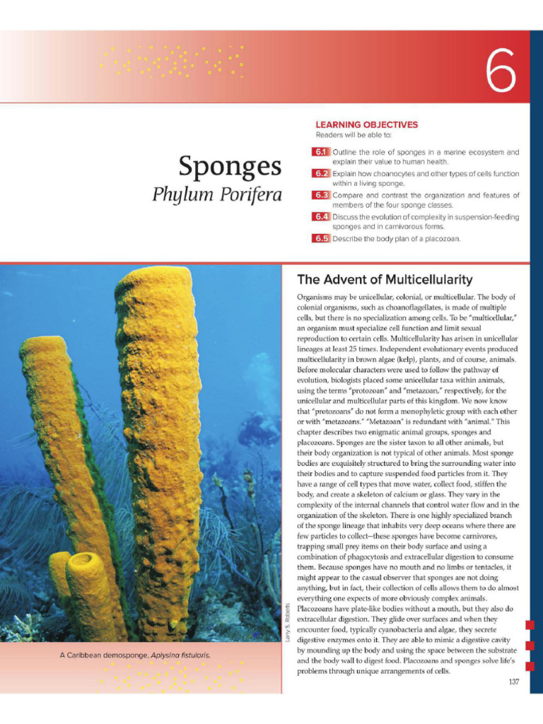 Role and Structure of Sponges | PDF | Sponge | Epithelium