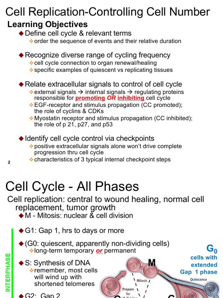 Understanding Cell Cycle Control Mechanisms | PDF | Cell Cycle | Kinase