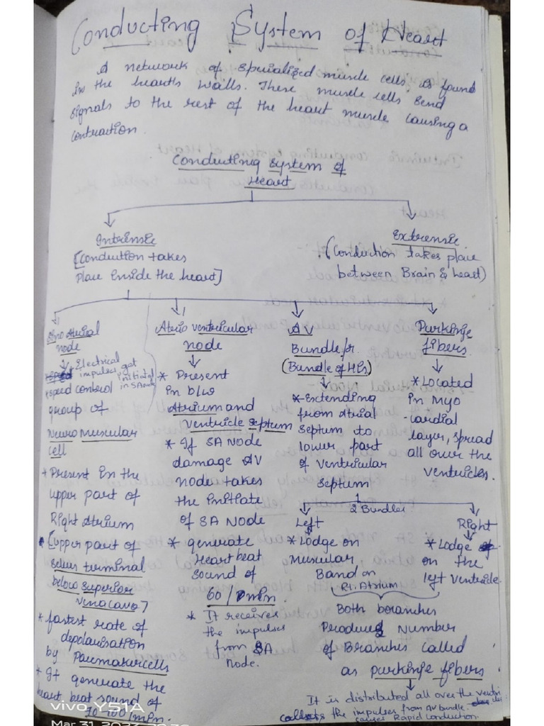 Conducting System of Heart | PDF