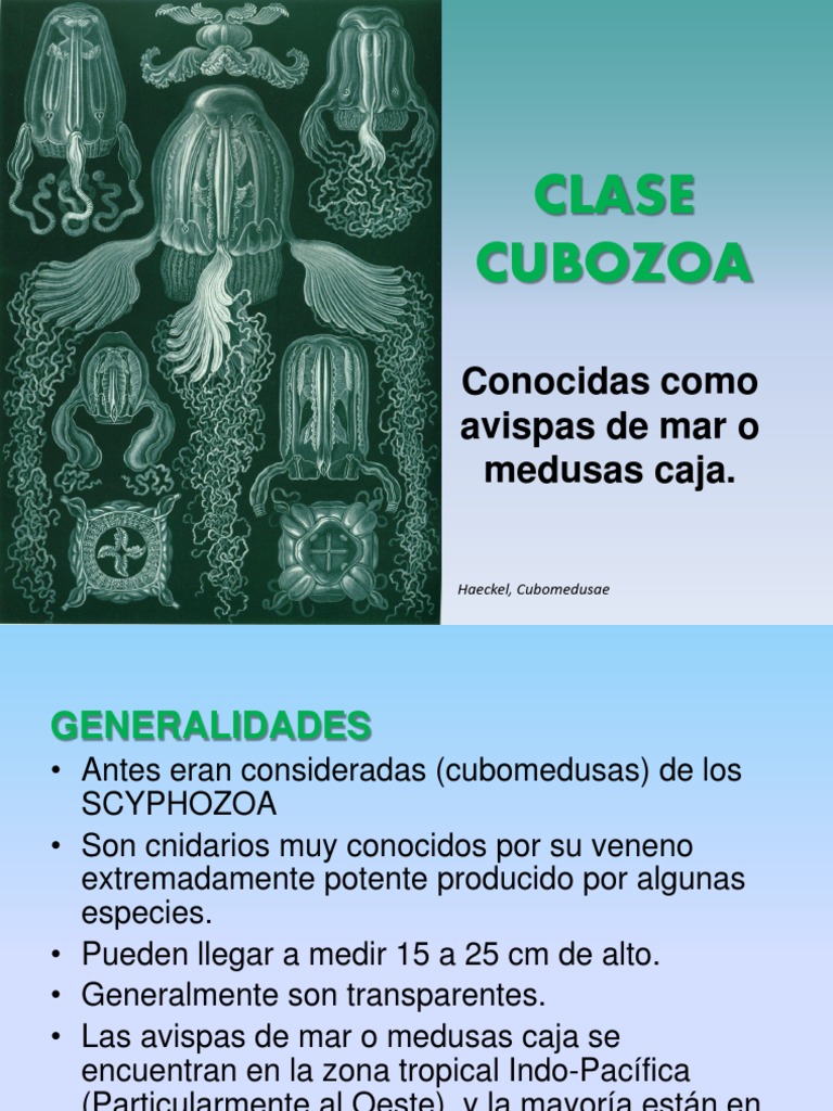 Anatomía y características de Cubozoa | PDF | Zoología | Taxonomía Animal