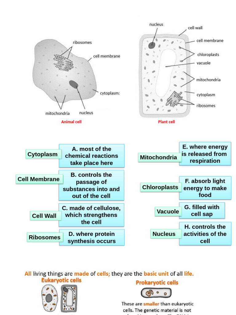 Cell Structure | PDF
