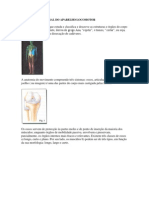 Anatomia Funcional Do Aparelho Locomotor