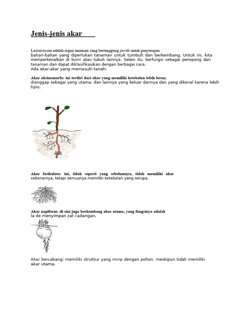 Jenis-Jenis Akar Tanaman dan Fungsinya | PDF