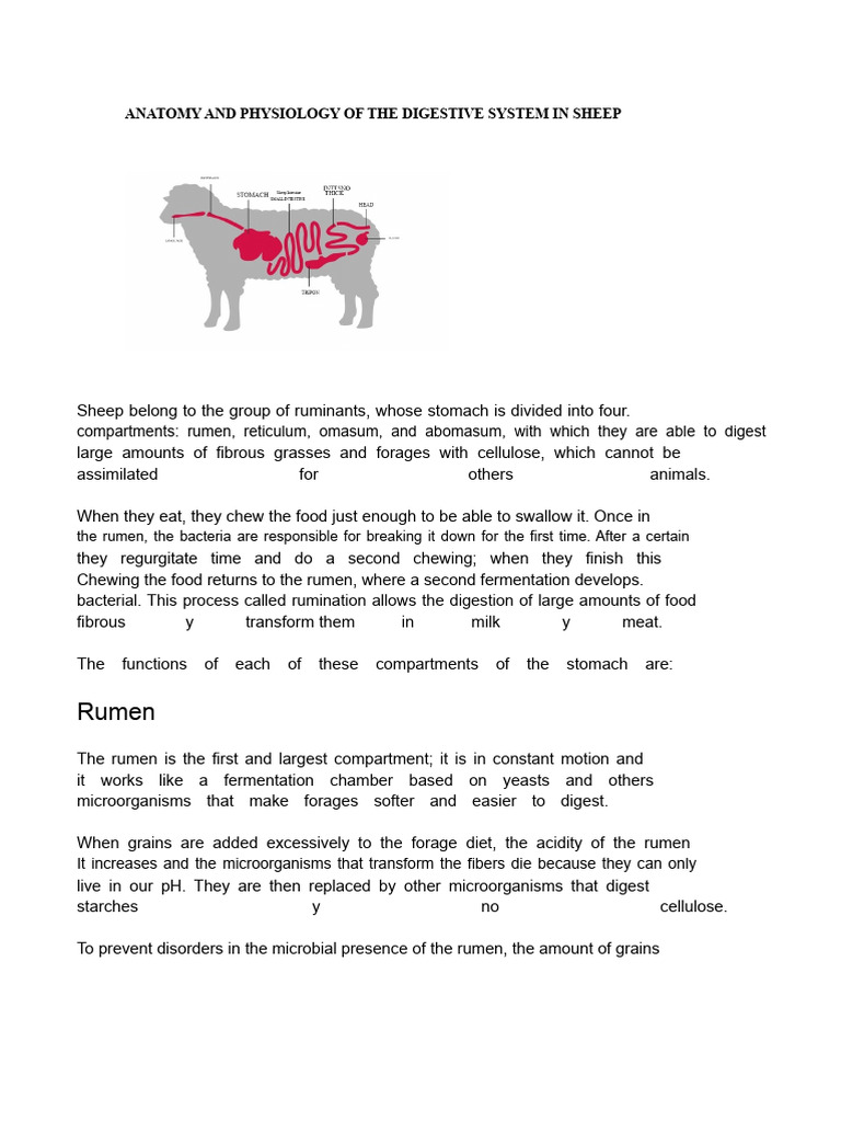 Sheep Digestive System Overview | PDF | Digestion | Ruminant