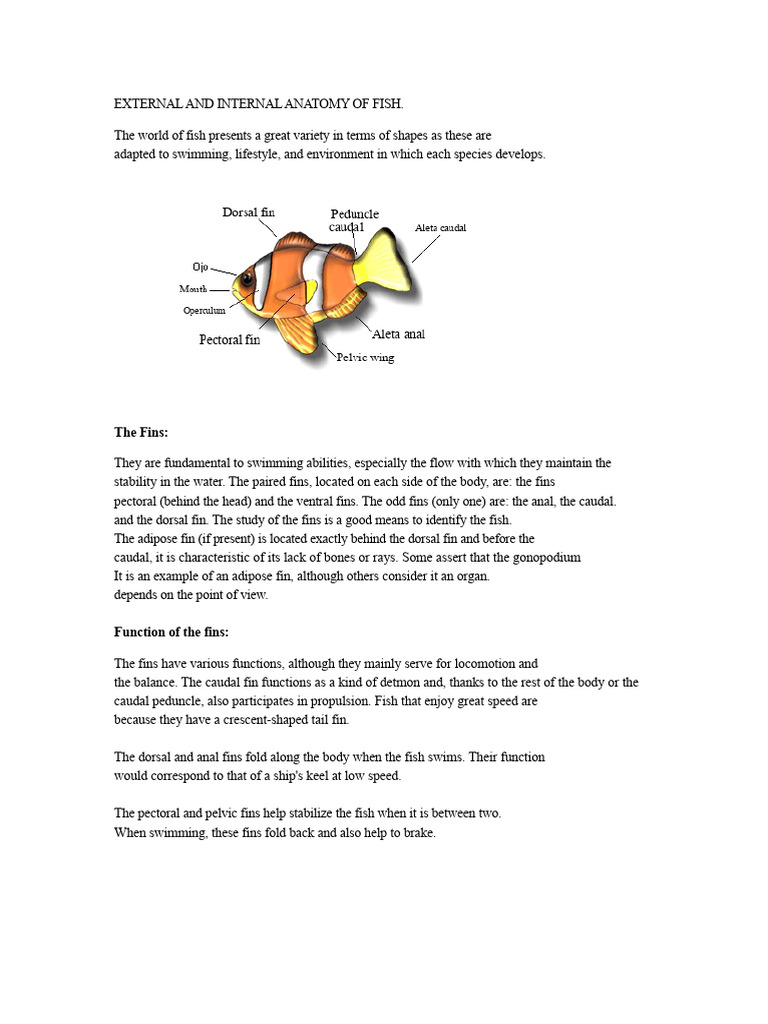 Anatomy of Fish: External & Internal Insights | PDF | Fish | Vertebrates