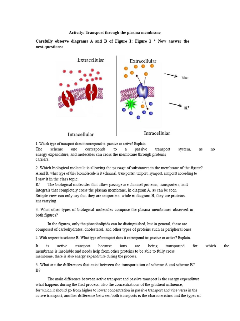 Activity To Work On MEMBRANE CLASS AND TRANSPORT | PDF | Osmosis | Cell ...
