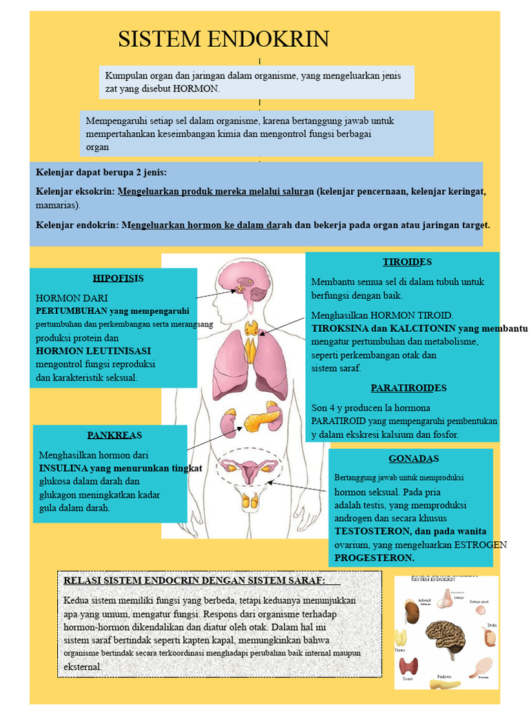Sistem Endokrin dan Fungsi Hormonnya | PDF