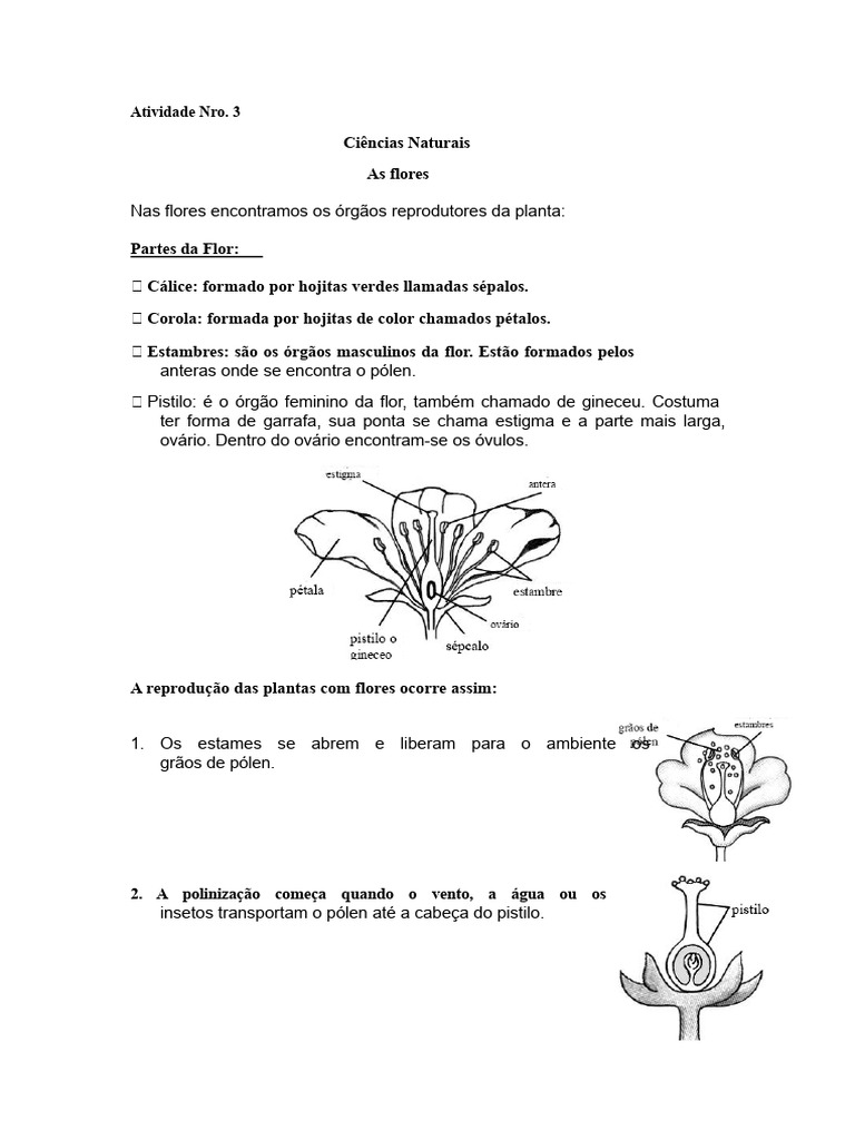 Estrutura e Função das Flores e Frutos | PDF | Flores | Reprodução sexual