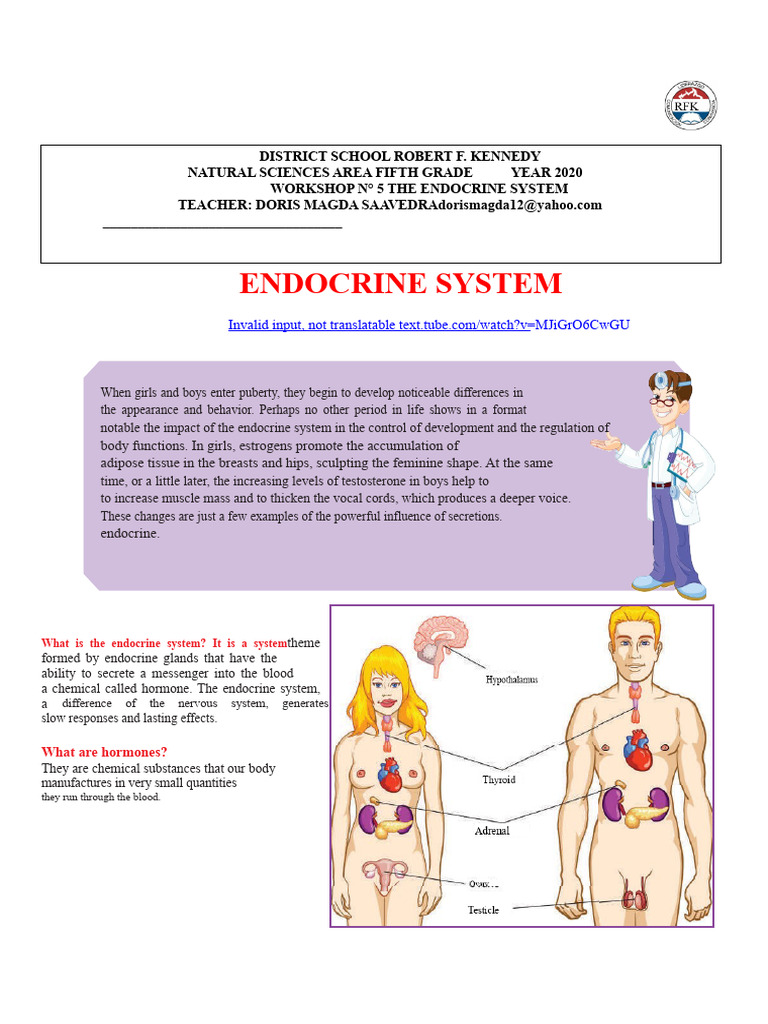 Workshop 2 Endocrine System 1 | PDF | Endocrine System | Hormone