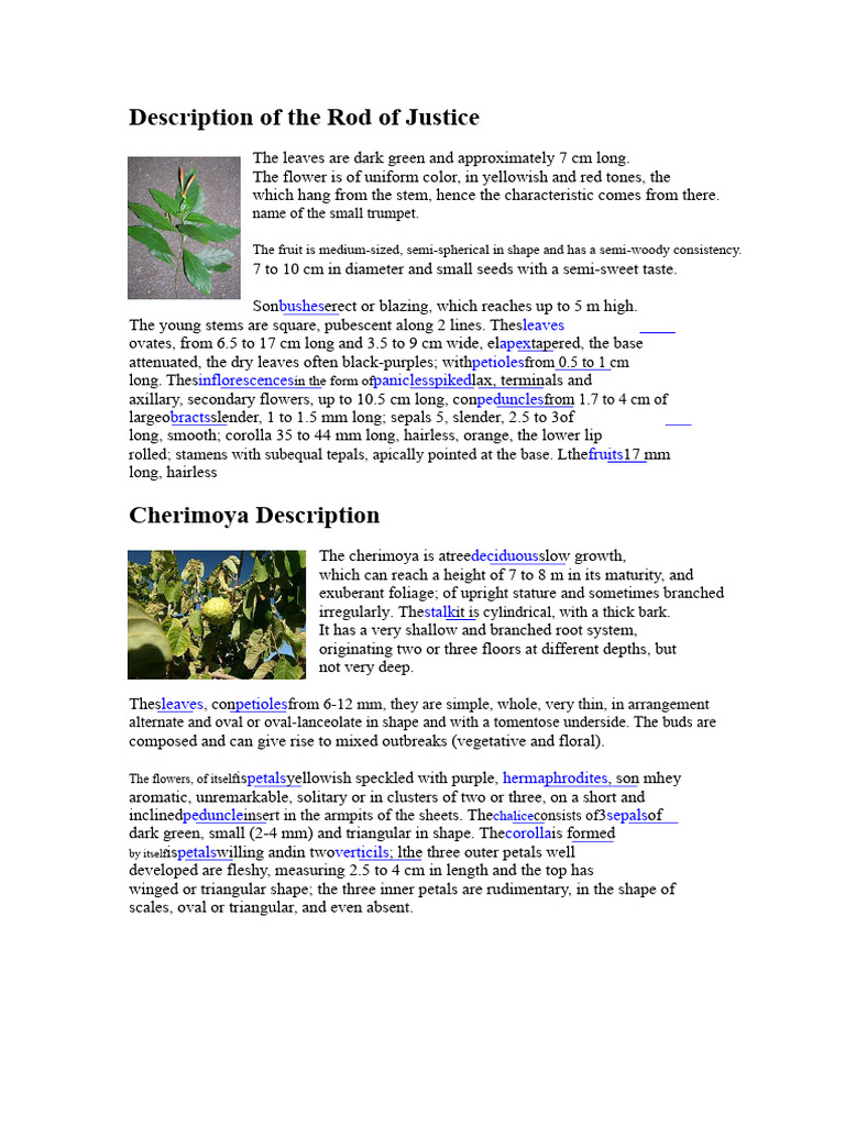 Rod of Justice and Cherimoya Overview | PDF | Leaf | Flowers