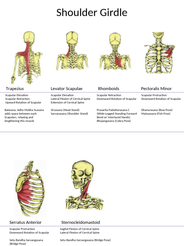 Fundamental Muscles For Asana (Teacher) | PDF | Anatomical Terms Of ...