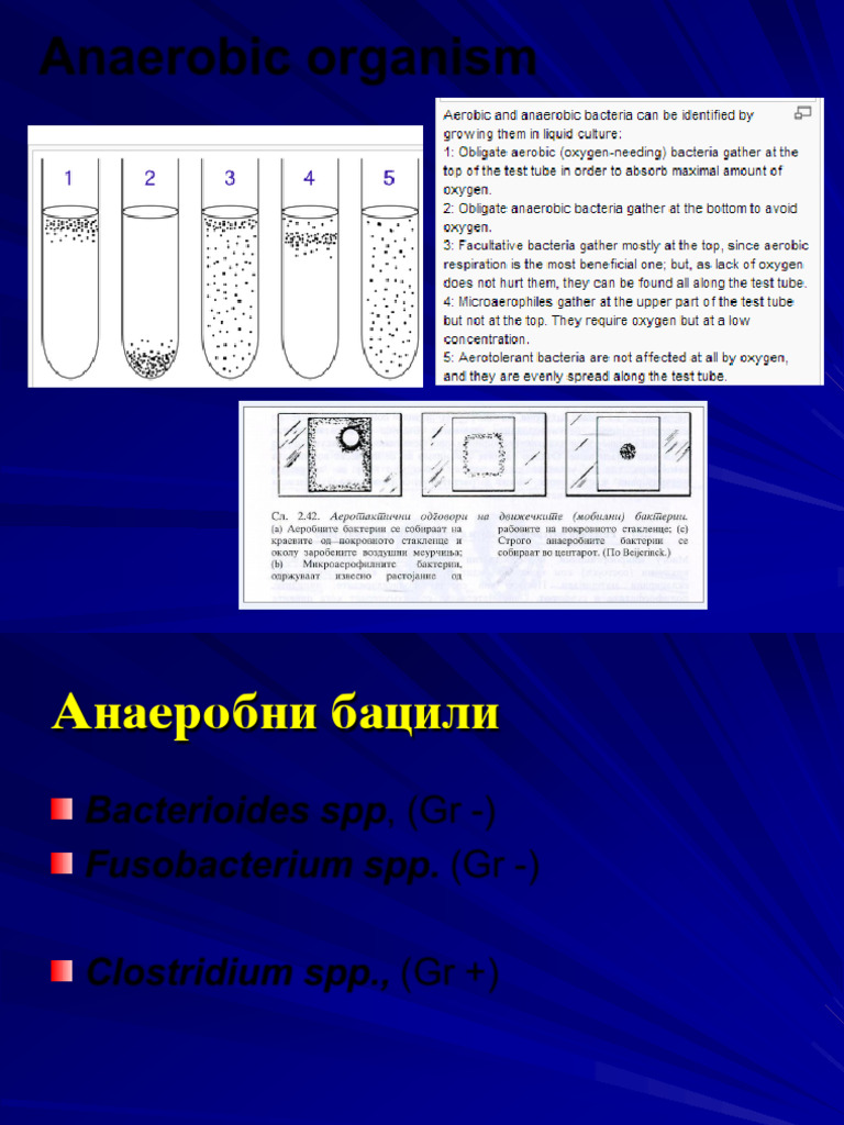 17.anaer GR Neg Bac | PDF