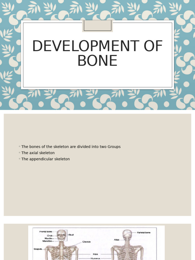 Bone Development and Structure Overview | PDF | Bone | Osteoblast