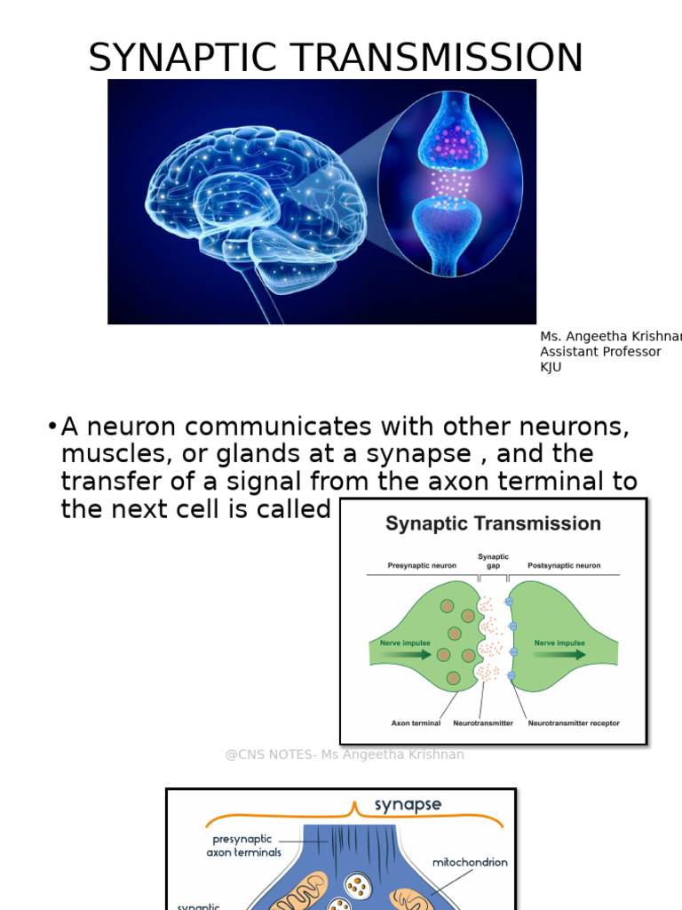 Understanding Synaptic Transmission | PDF | Chemical Synapse ...