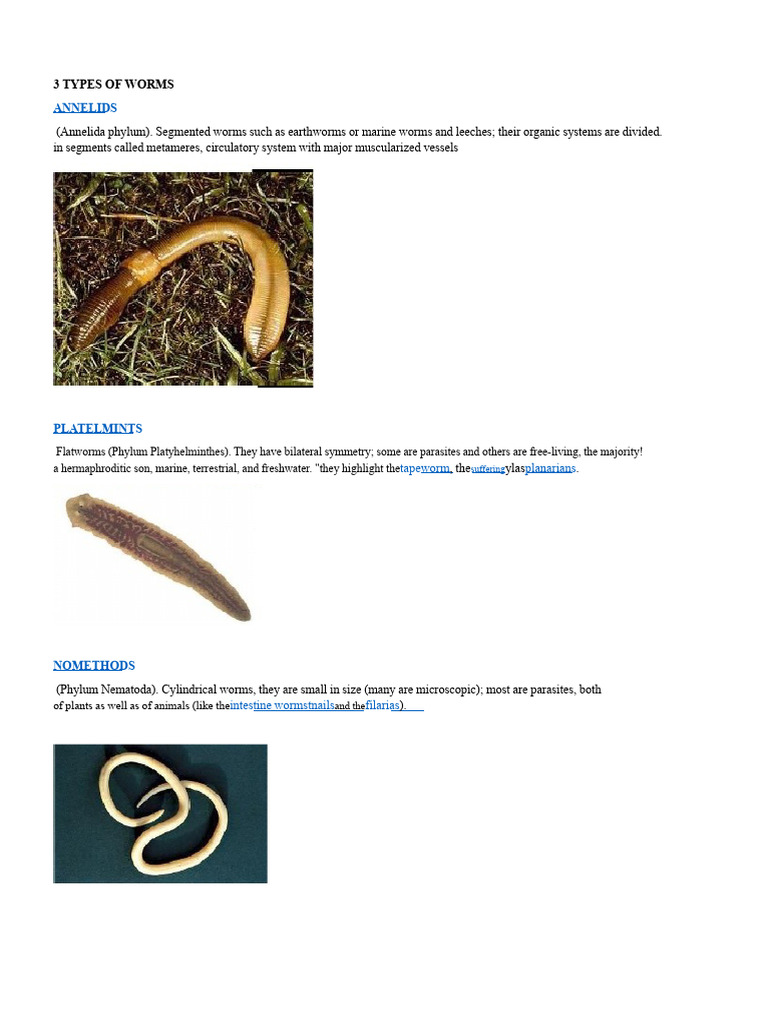 Classification of Worms by Phyla | PDF