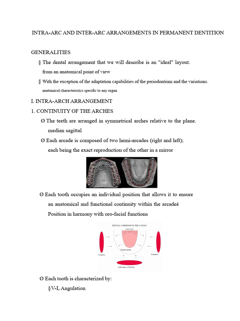 Intra and Inter Arch Arrangements in Permanent Dentition | PDF | Dental ...
