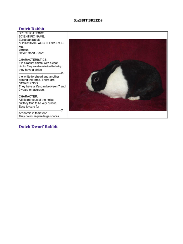 Dutch Rabbit Breed Characteristics | PDF | Mammals As Pets | Lagomorphs
