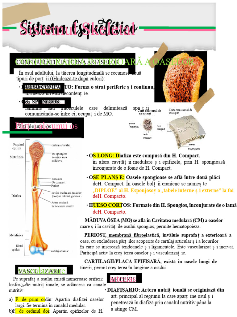 Sistemul Scheletic - Configurație Internă | PDF