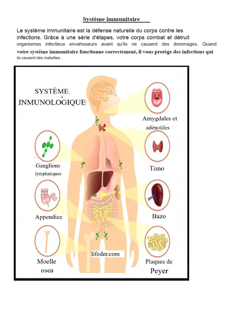 Comprendre le Système Immunitaire Humain | PDF | Globule blanc ...
