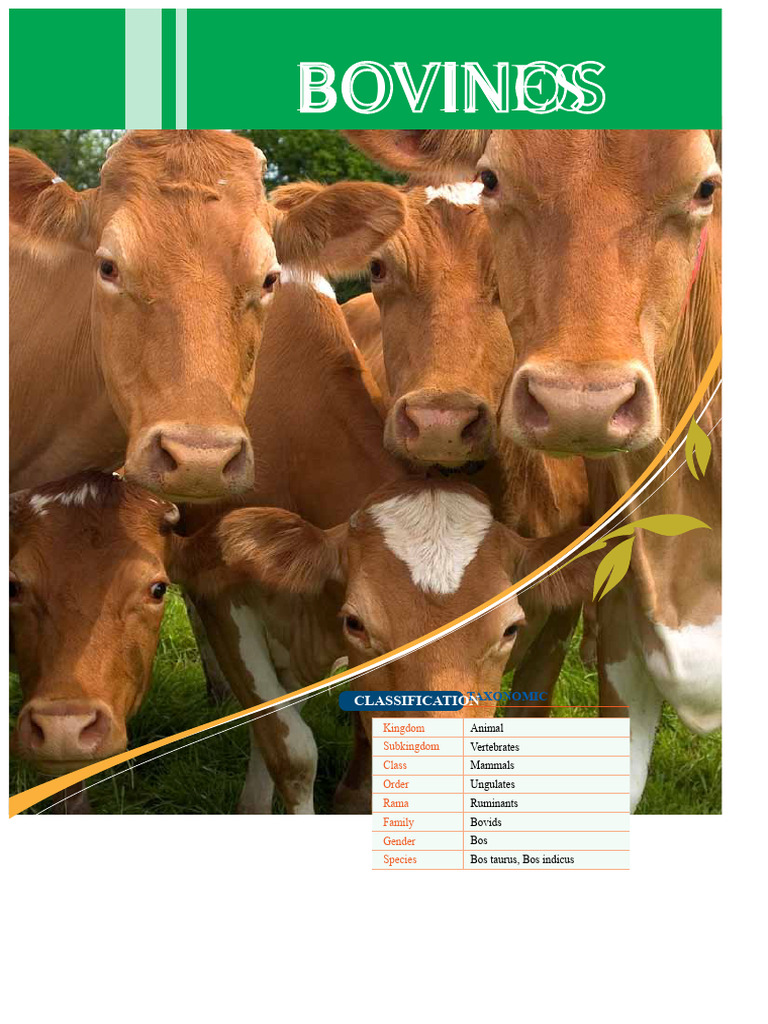CATTLE TAXONOMIC CLASSIFICATION. Kingdom Subkingdom Class Order Branch ...