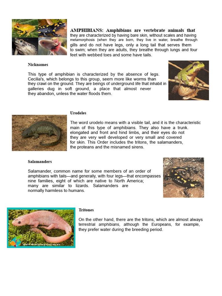 Types of Amphibians and Their Traits | PDF | Amphibian | Frog