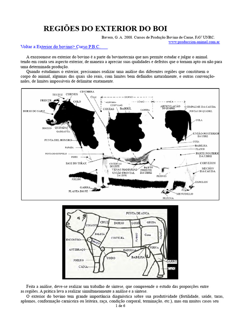 Análise das Regiões do Exterior do Boi | PDF | Anatomia humana