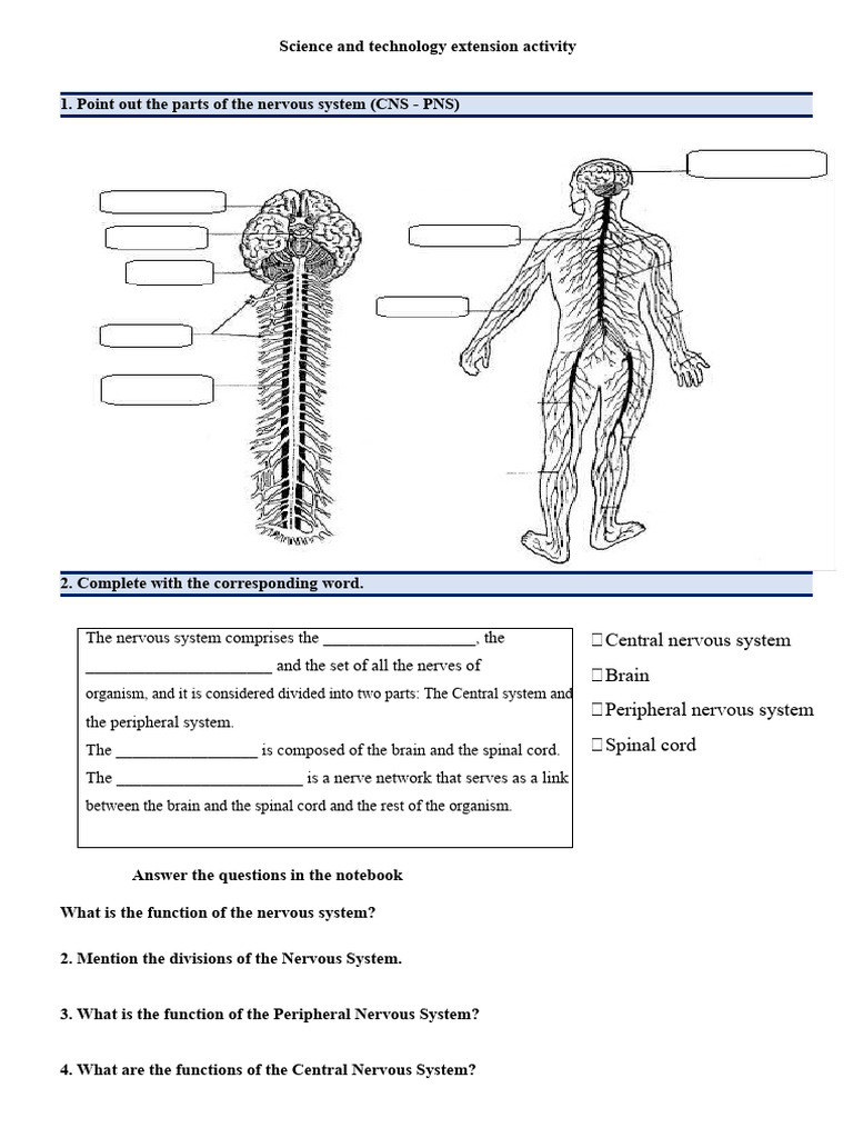 Nervous System Structure and Functions | PDF | Central Nervous System ...