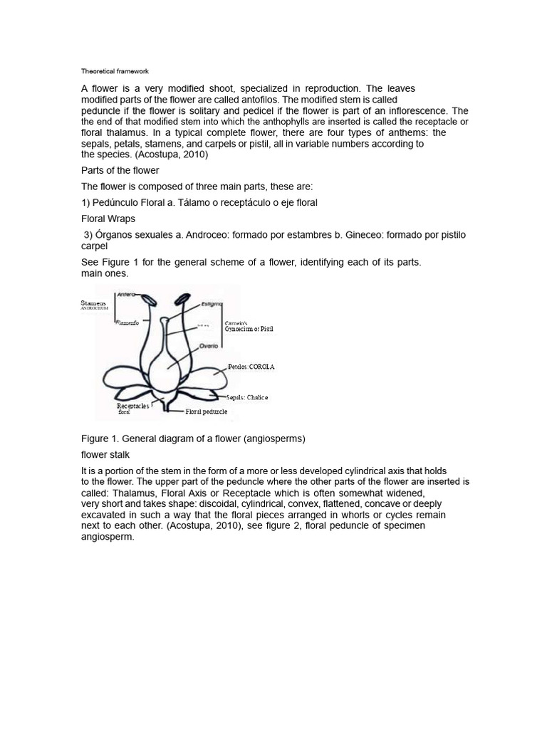 Image showcasing Theoretical Framework Flower | PDF | Flowers | Petal