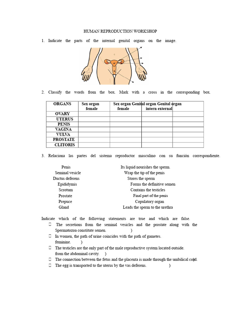 Human Reproduction Workshop Guide | PDF | Reproductive System | Human ...