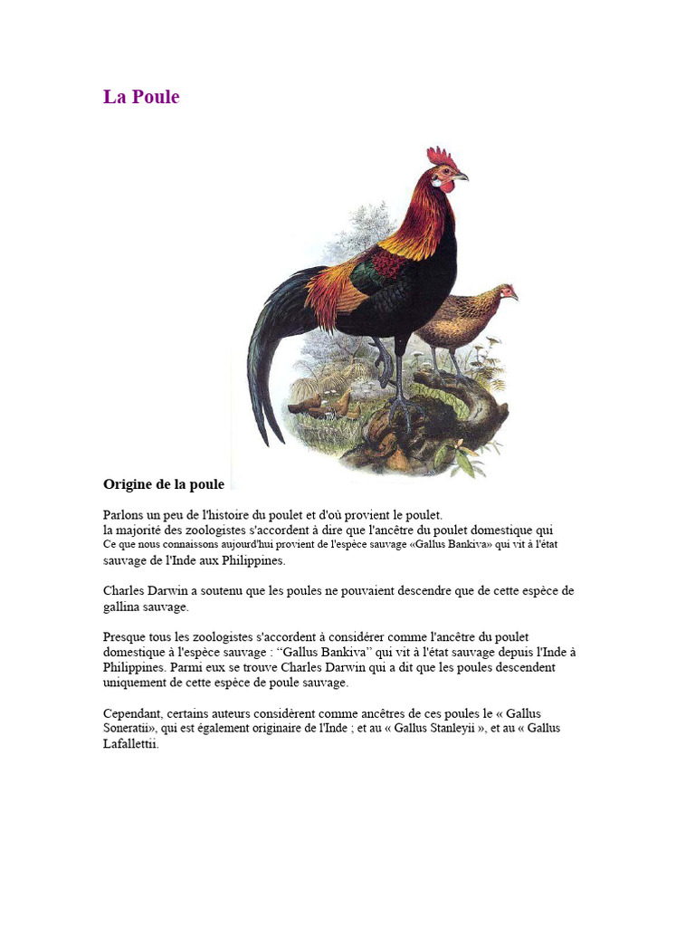 Origine et domestication de la poule | PDF | Poulet | Oiseaux
