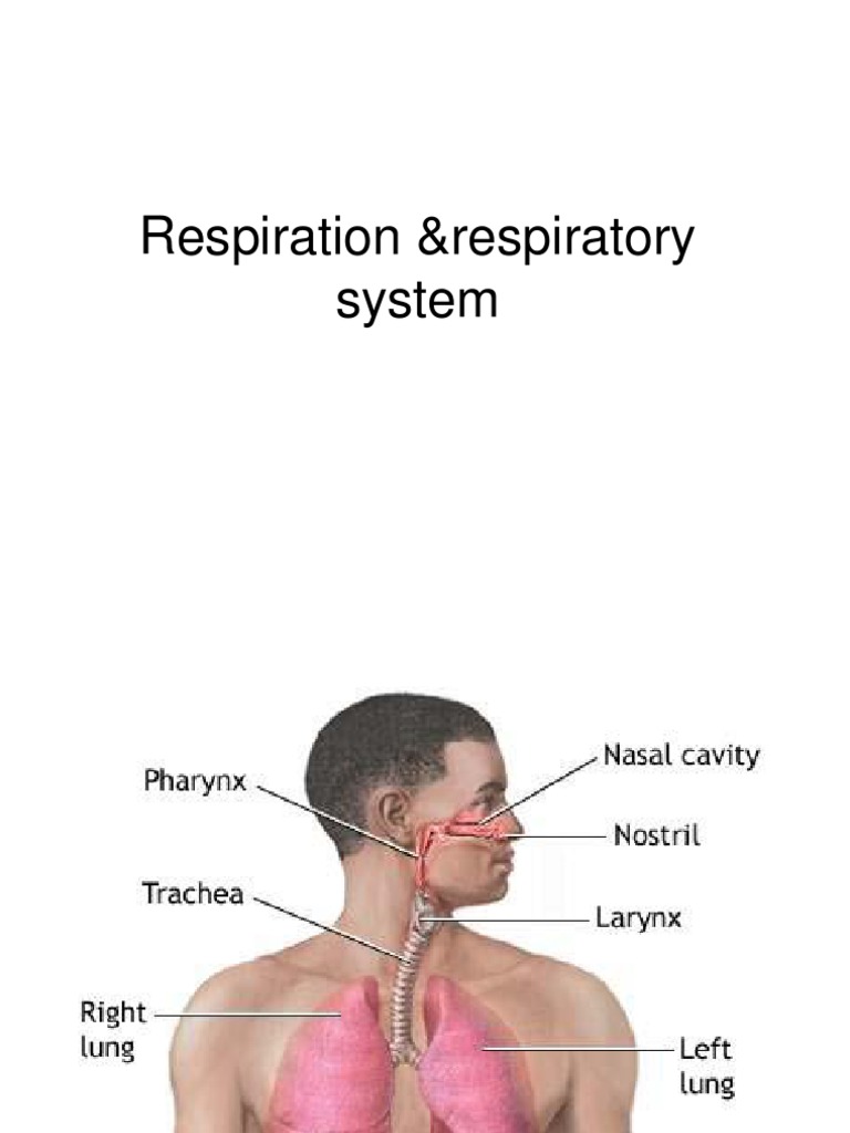 Physiology of the Respiratory System | PDF | Science & Mathematics