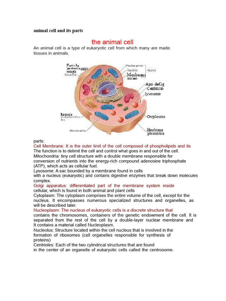 Animal Cell Structure and Functions | PDF | Cell (Biology ...
