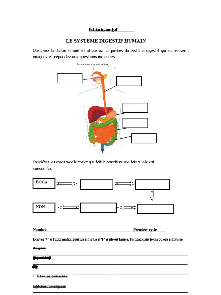 Test Système Digest Ivo | PDF | Tractus gastro-intestinal | Appareil ...