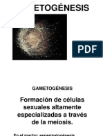 GAMETOGÉNESIS