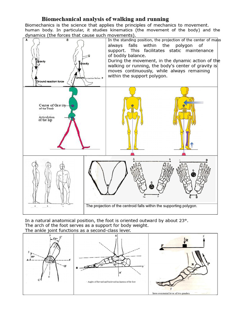 Biomechanics of Walking and Running Analysis | PDF | Friction | Force