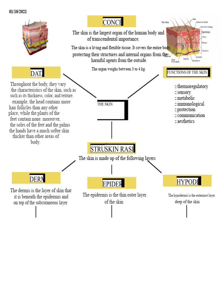 Anatomy and Functions of Human Skin | PDF | Skin | Epidermis