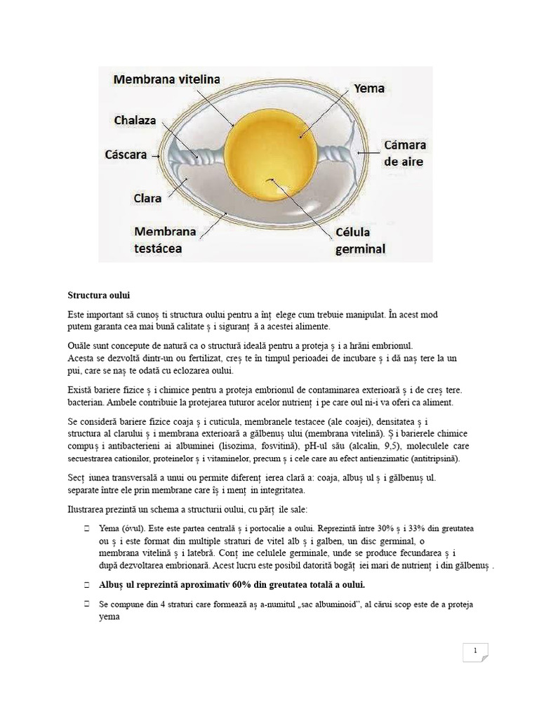 Structura Oului | PDF