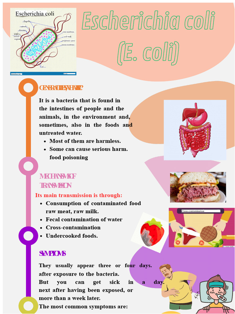 E. Coli Infographic | PDF