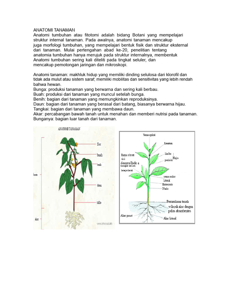 Struktur Internal dan Fungsional Tanaman | PDF