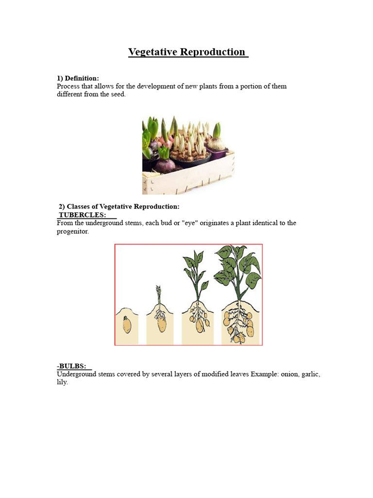 Vegetative Reproduction | PDF