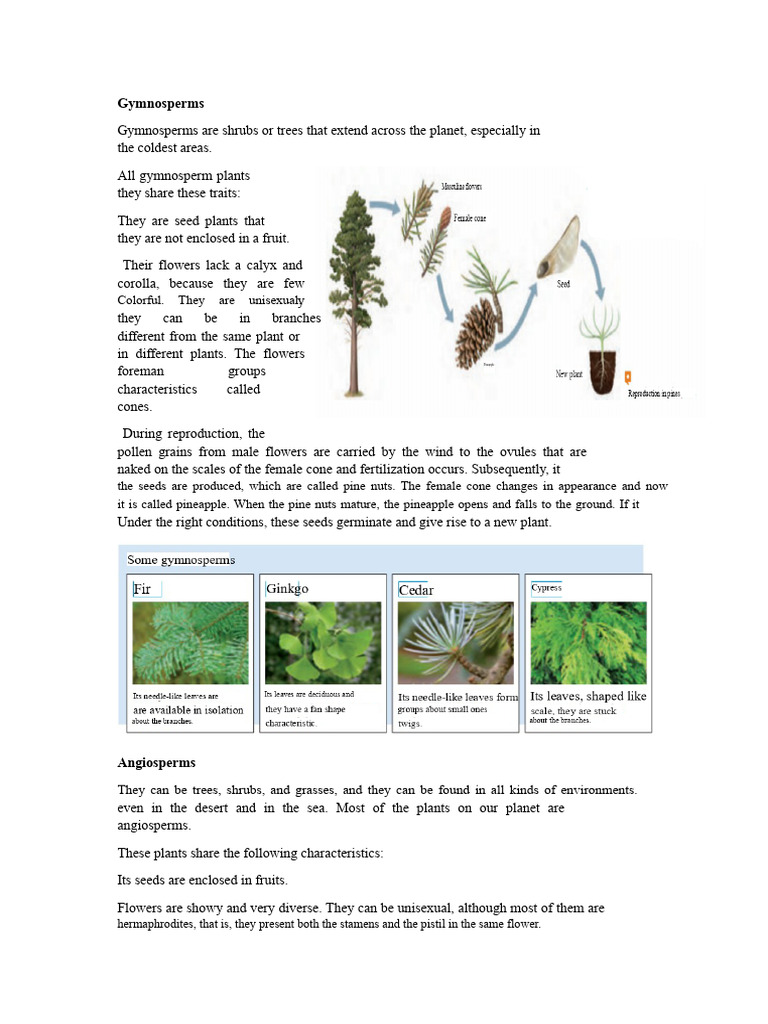 Gymnosperms | PDF