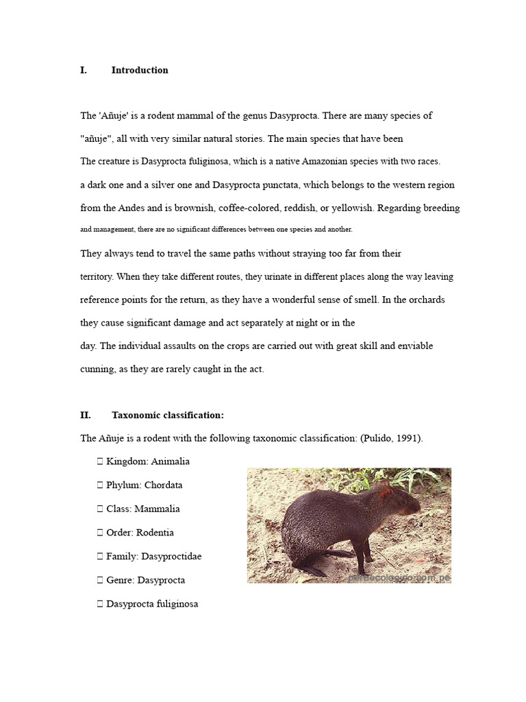Añuje: Amazonian Rodent Overview | PDF | Meat