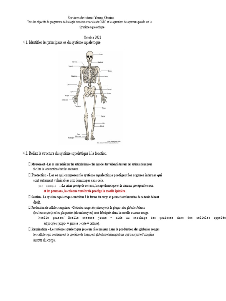 Comprendre le Système Squelettique CSEC | PDF | Moelle osseuse | Os