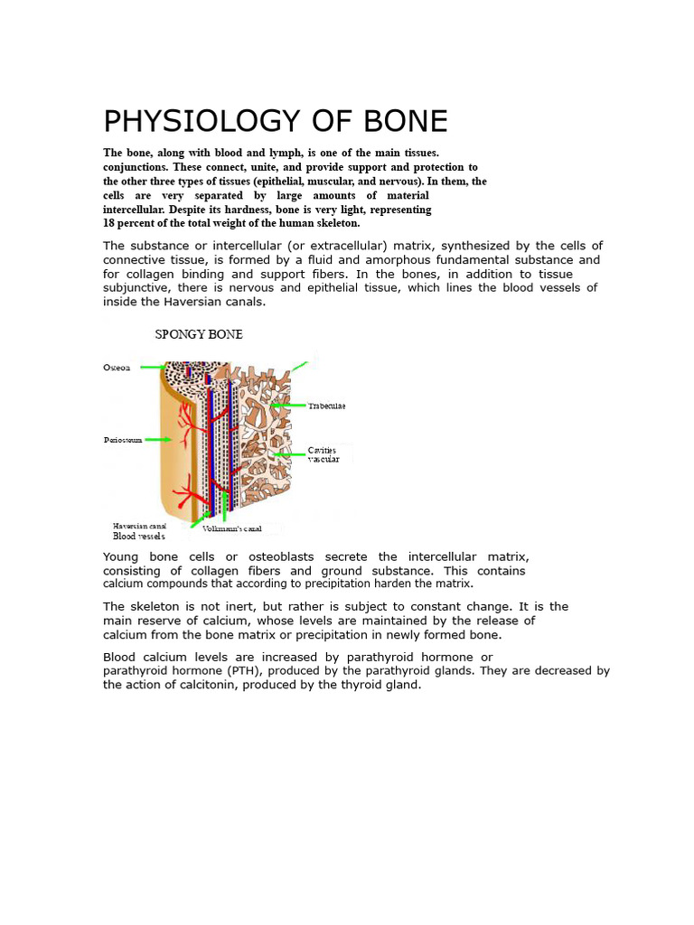 Physiology of Bone | PDF | Action Potential | Bone