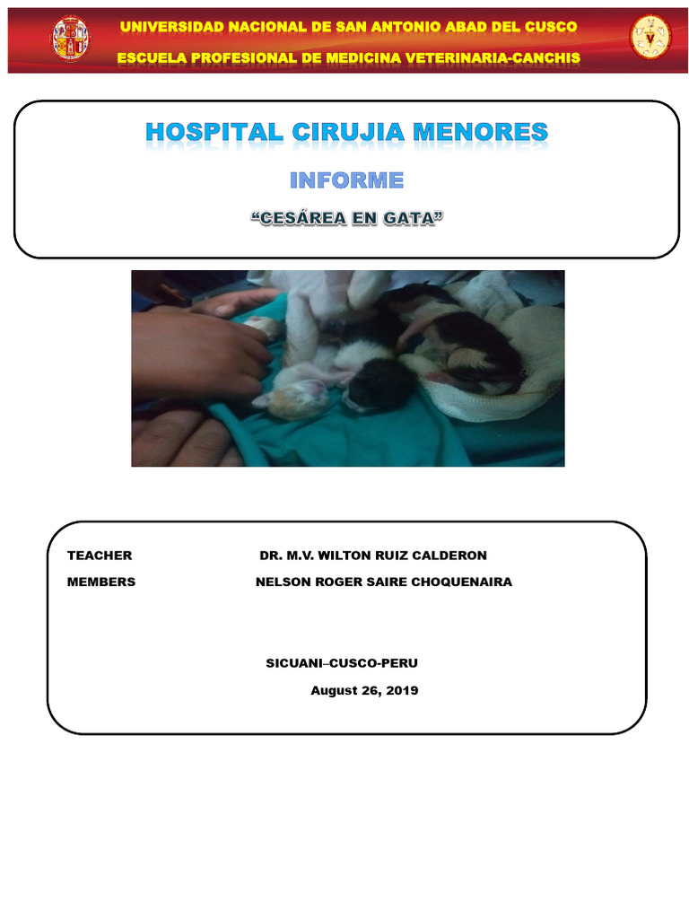 Cesarean Section Procedure in Cats | PDF | Caesarean Section | Abdomen