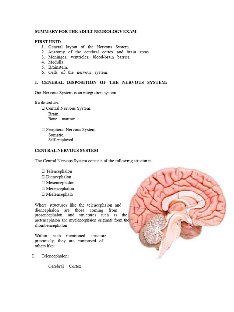 Summary For The Adult Neurology Exam | PDF | Central Nervous System ...