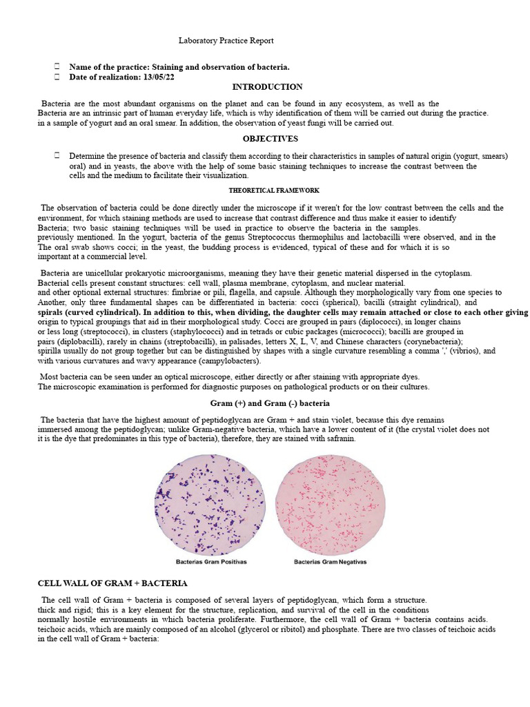 Microbiological Analysis Report | PDF | Bacteria | Gram Positive Bacteria
