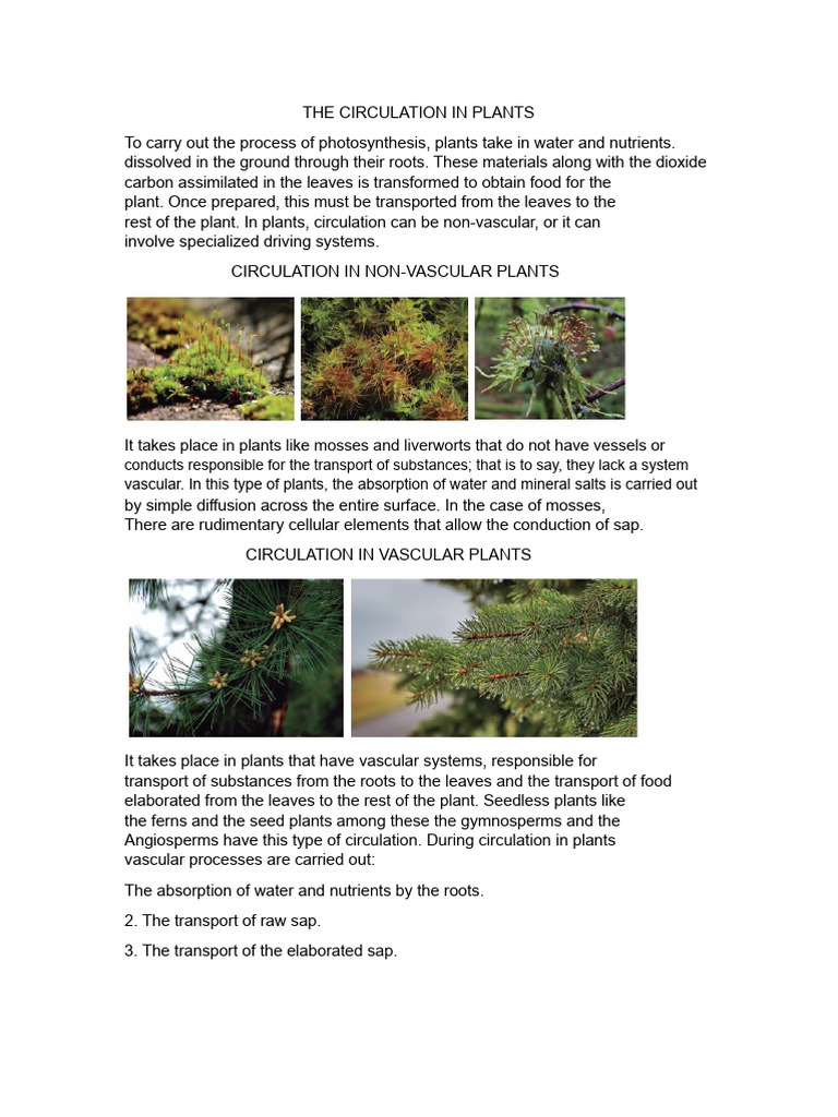 Circulation Mechanisms in Plants | PDF | Leaf | Plants