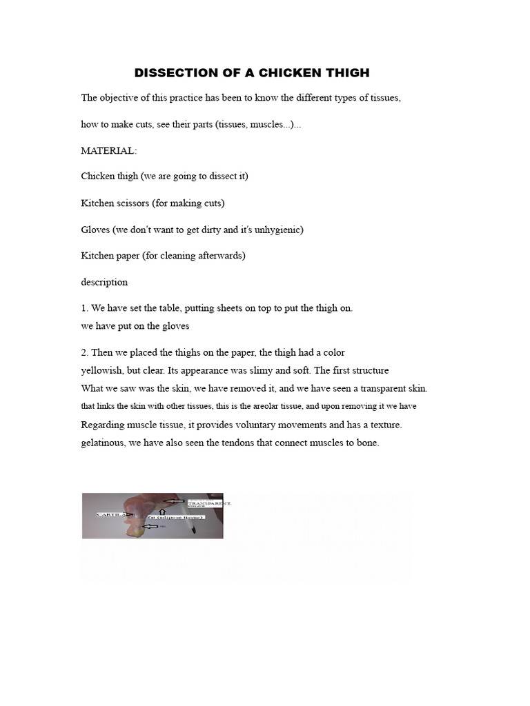 Chicken Thigh Dissection Overview | PDF | Tissue (Biology) | Connective ...